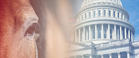 Equestrian Public Lands Policy Shifting